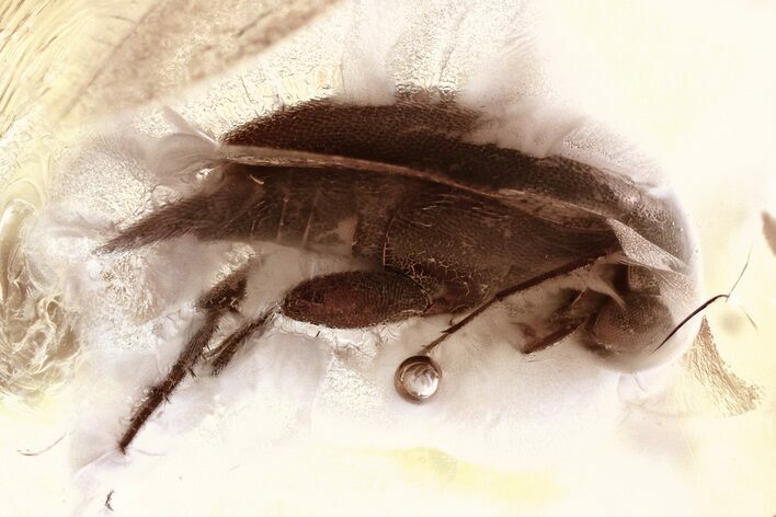 Fossil Tumbling Flower Beetle & Dark-Winged Fungus Gnat in Amber #330629